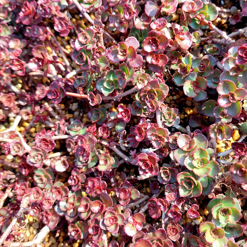 多肉植物セダム ドラゴンズブラッド30カット【育成説明書付】 多肉植物