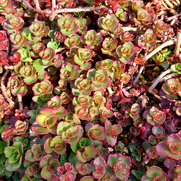 多肉植物セダム ドラゴンズブラッド30カット【育成説明書付】 多肉植物