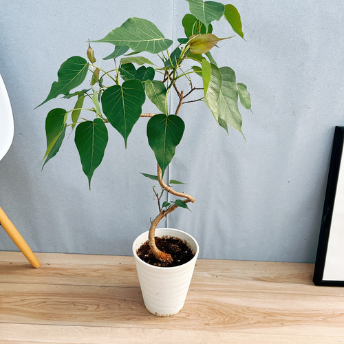 現品　フィカス　ゴムの木　インドボダイジュ　曲がり　33番　観葉植物　インテリア 現品 フィカス ゴムの木 インドボダイジュ 曲がり 33番 観葉植物