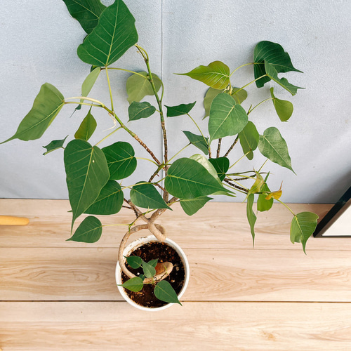 現品　フィカス　ゴムの木　インドボダイジュ　曲がり　32番　観葉植物　インテリア 現品 フィカス ゴムの木 インドボダイジュ 曲がり 32番 観葉植物