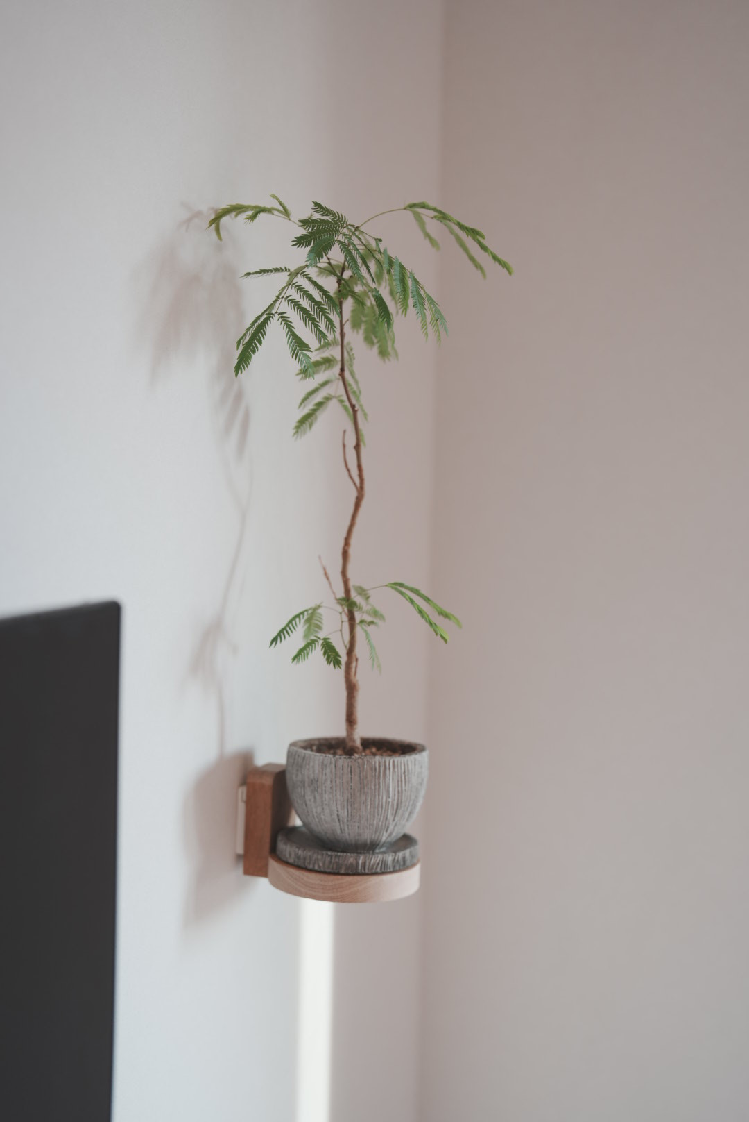 The Stage｜壁掛けプランタースタンド 一輪の植物を飾る小さなステージ（クロスピン取付）