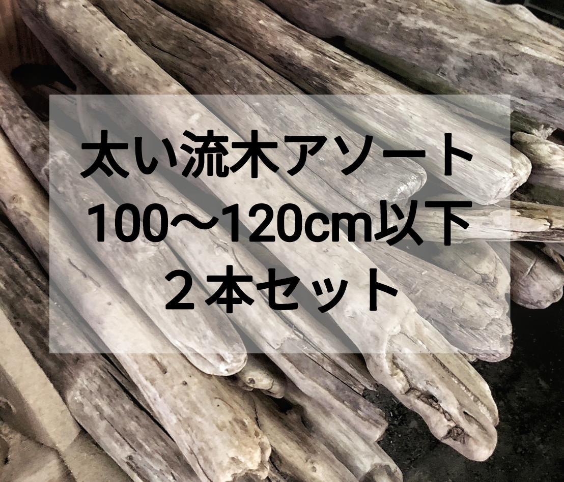 【送料無料】【太い流木】まがり屋流木 枝流木 幹流木 太め流木 天然流木【全長 100cm〜120cm】【２本セット】