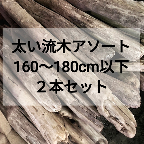 超特大枝流木 東京都板橋区の熱帯魚プロショップFISH JAPAN / 【枝流木】UWS