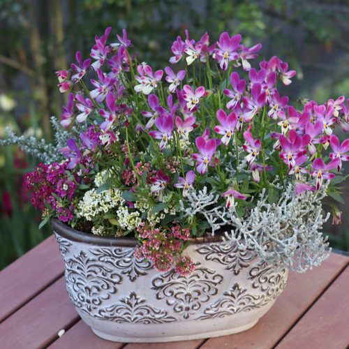 セール！大きく育てたビオラバニーイヤーの寄せ植え＊* その他