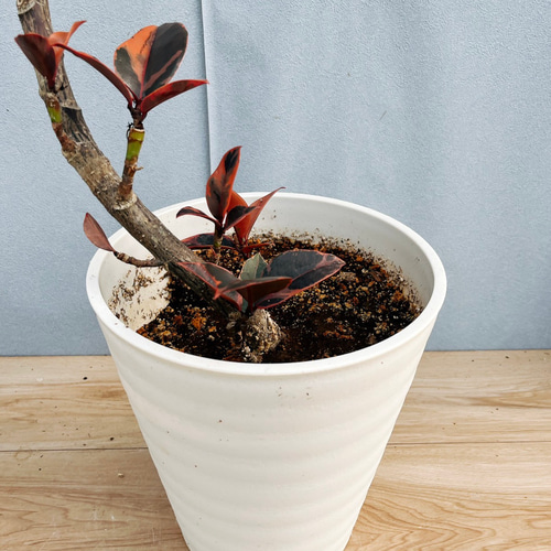現品］10番 フィカスルビー 曲がり 8号 観葉植物 室内 おしゃれ