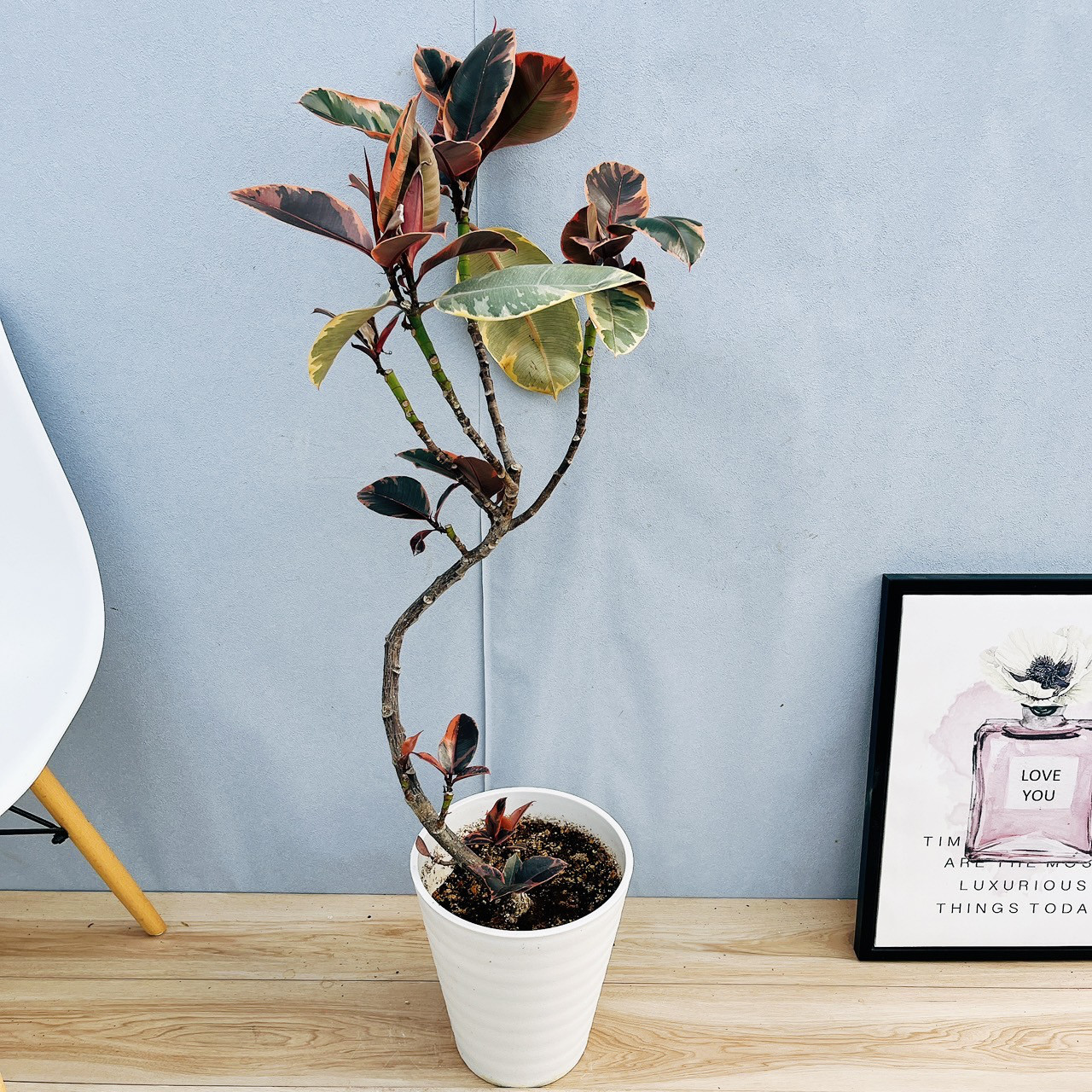 フィカス　ルビー　曲がり仕立て　8号　陶器鉢　植え込み発送 現品］10番 フィカスルビー 曲がり 8号 観葉植物 室内 おしゃれ ゴムの