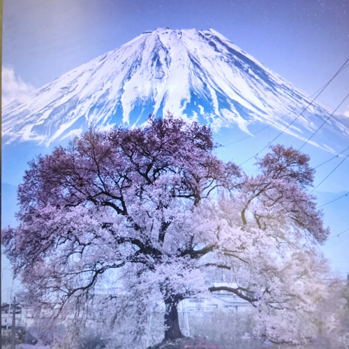 立体絵画の「富士とわに塚桜のライトアップ」 富士とわに塚桜のライトアップ 絵画 フェルメール 通販 19148721
