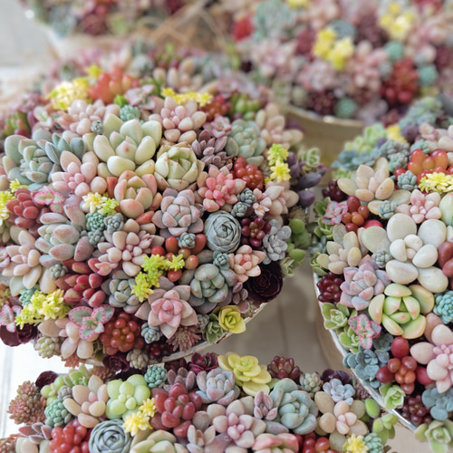 母の日 2025】【受注制作】 そのまま飾れる多肉植物 寄せ植え (土、鉢