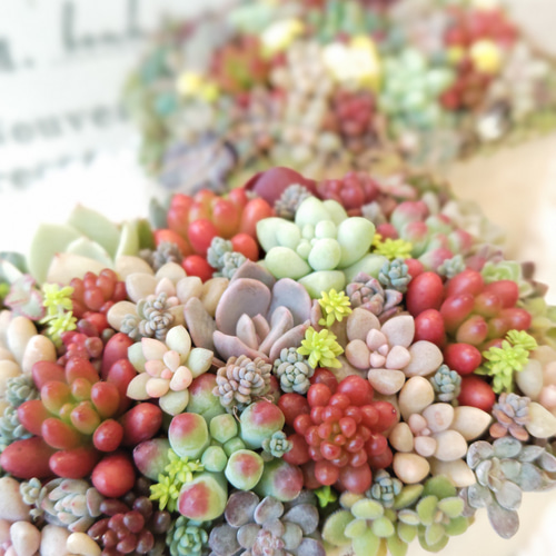 母の日 2025】【受注制作】 そのまま飾れる多肉植物 寄せ植え (土、鉢