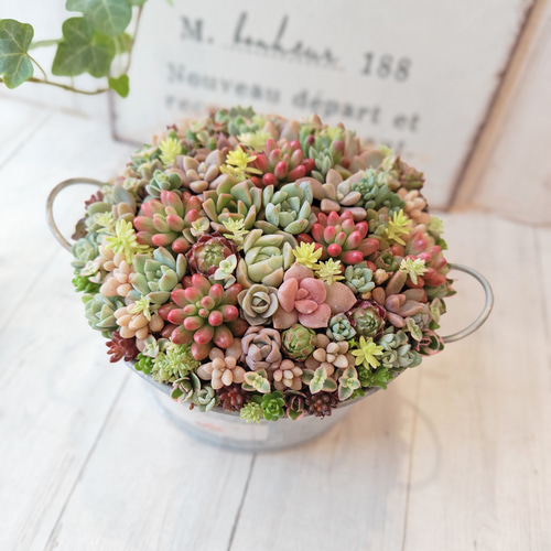 母の日 2025】【受注制作】 そのまま飾れる多肉植物 寄せ植え (土、鉢