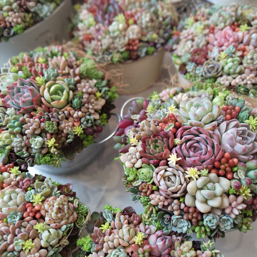 母の日 2025】【受注制作】 そのまま飾れる多肉植物 寄せ植え (土、鉢