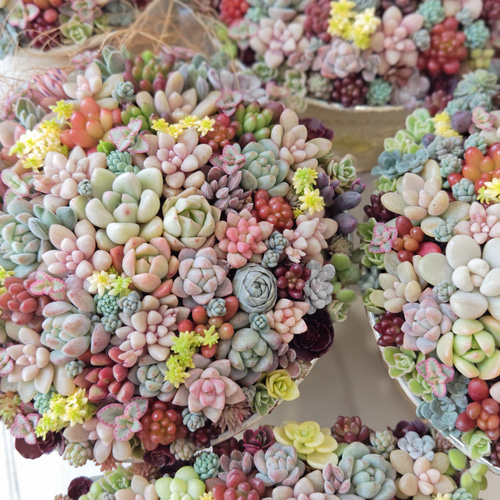 母の日 2025】【受注制作】 そのまま飾れる多肉植物 寄せ植え (土、鉢