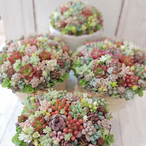 母の日 2025】【受注制作】 そのまま飾れる多肉植物 寄せ植え (土、鉢
