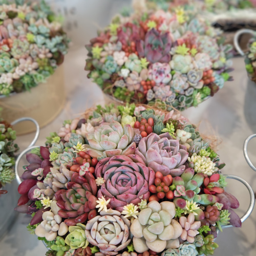 多肉植物 ♡そのまま飾れる寄せ植え♡ブリキカート✩.*˚ 多肉植物 初夏の多肉セダムの寄せ植え そのまま飾れる ブリキ鉢 おうち