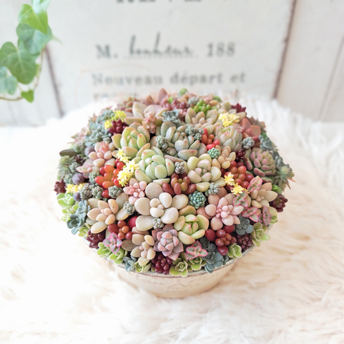 多肉植物 ♡そのまま飾れる寄せ植え♡ブリキカート✩.*˚ 多肉植物 ファッション ♡そのまま飾れる寄せ植え♡ブリキカート