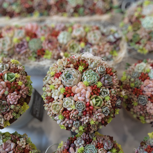 母の日 2026】【受注制作】 そのまま飾れる多肉植物 寄せ植え (土、鉢