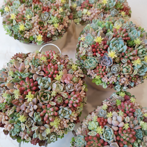 多肉植物 ♡そのまま飾れる寄せ植え♡ブリキカート✩.*˚ 多肉植物 初夏の多肉セダムの寄せ植え そのまま飾れる ブリキ鉢 おうち