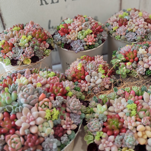 多肉植物 ♡そのまま飾れる寄せ植え♡ブリキカート✩.*˚ 多肉植物 ファッション ♡そのまま飾れる寄せ植え♡ブリキカート