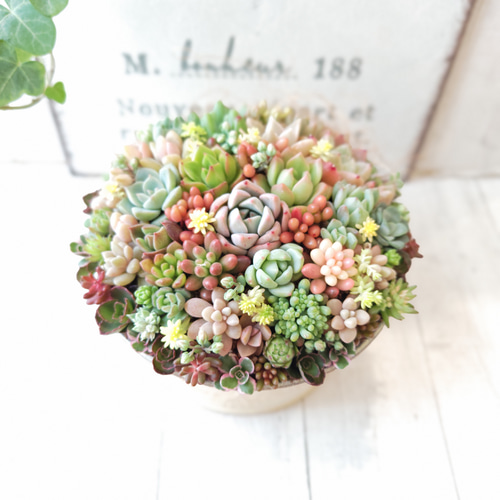 母の日 2025】【受注制作】 そのまま飾れる多肉植物 寄せ植え (土、鉢