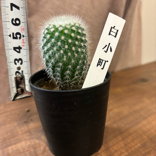 植物苗 サボテン 「白小町」サボテン 多肉植物 ノトカクタス