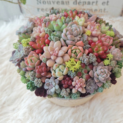 母の日 予約販売 2025】【受注制作】 そのまま飾れる多肉植物 寄せ植え