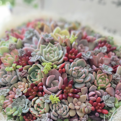 母の日 予約販売 2025】【受注制作】 そのまま飾れる多肉植物 寄せ植え