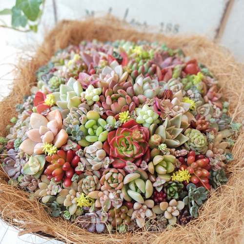 母の日 予約販売 2025】【受注制作】 そのまま飾れる多肉植物 寄せ植え
