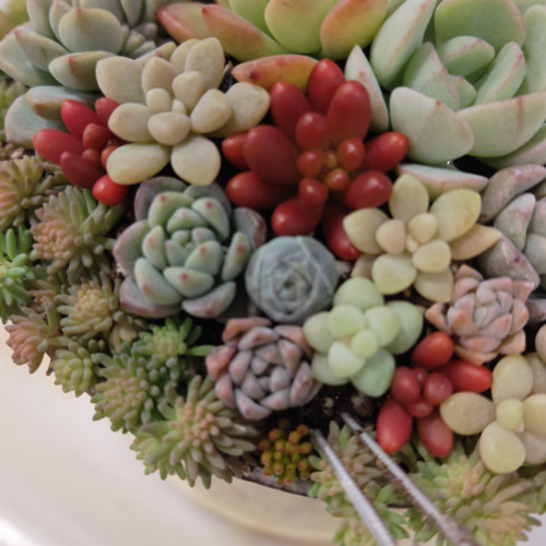 母の日 予約販売 2025】【受注制作】 そのまま飾れる多肉植物 寄せ植え