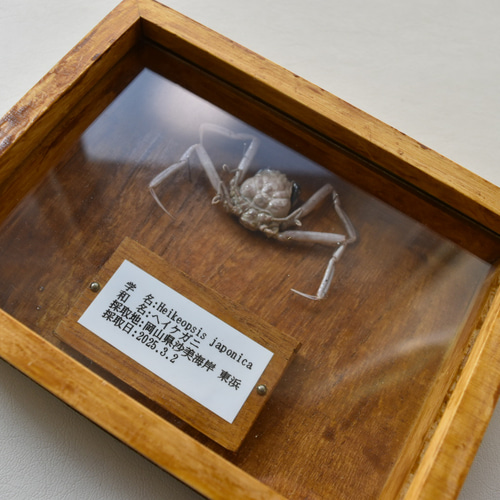 甲殻類標本箱 インテリア雑貨 蟹 ガラス蓋付き その他インテリア