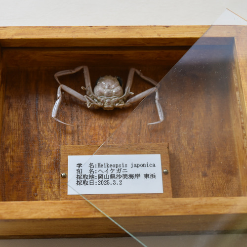 甲殻類標本箱 インテリア雑貨 蟹 ガラス蓋付き その他インテリア雑貨