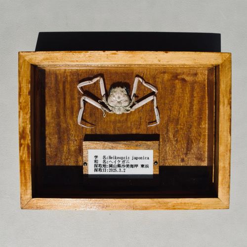 極小クダヒゲガニ 標本　カニ　乾燥標本　甲殻類 クダヒゲガニ 標本 約5cm カニ 乾燥標本 甲殻類 - メルカリ