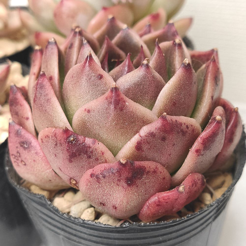 送料無料】エケベリア 6苗 セット まとめ売り【多肉植物】寄せ植えに