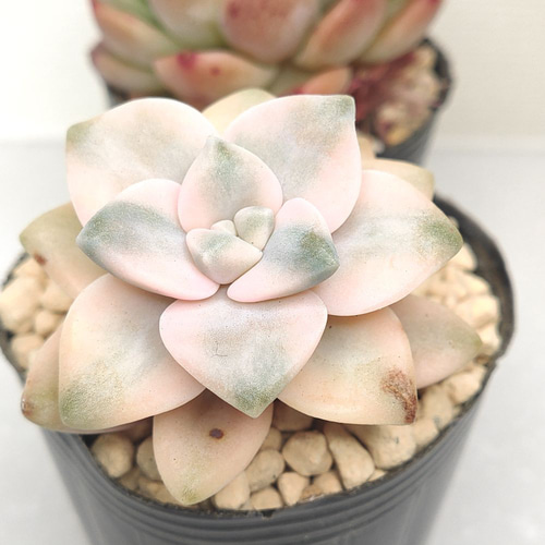 送料無料】エケベリア 6苗 セット まとめ売り【多肉植物】寄せ植えに