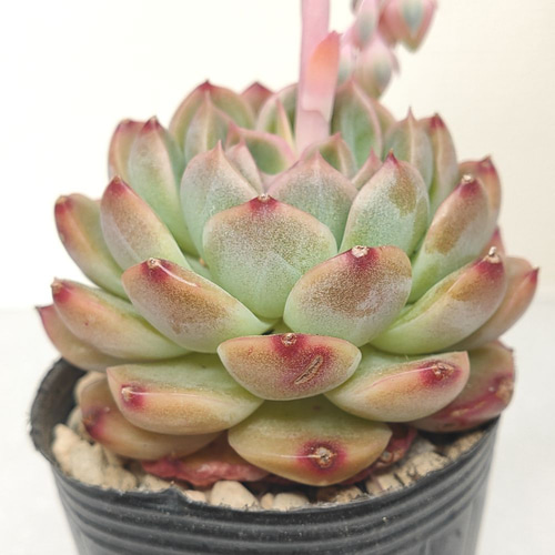 送料無料】エケベリア 6苗 セット まとめ売り【多肉植物】寄せ植えに