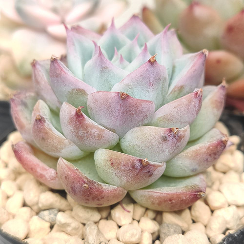 セル苗105個セット✨多肉植物　エケベリア　詰め合わせ　寄せ植えに!! ⑮セル苗105個セット✨多肉植物 エケベリア 詰め合わせ 寄せ植え