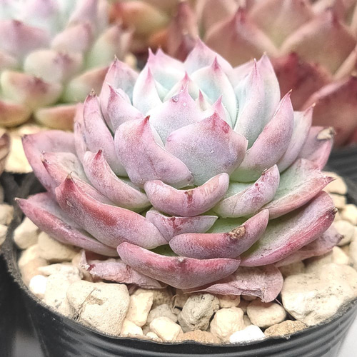 a6即購入OK セット 100苗 多肉植物 エケベリア 超美苗 【公式通販】