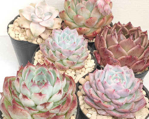 送料無料】エケベリア 6苗 セット まとめ売り【多肉植物】寄せ