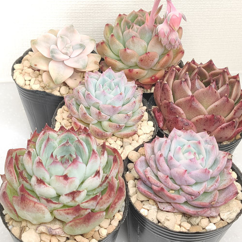 多肉植物 まとめ売り