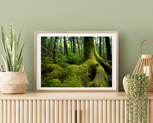 白駒の池 苔の森 インテリアアートポスター IVYL-197 湖沼 風景 信州