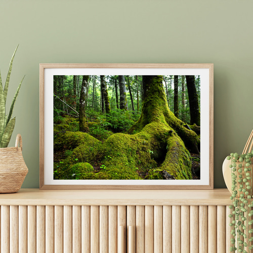 白駒の池 苔の森 インテリアアートポスター IVYL-197 湖沼 風景 信州