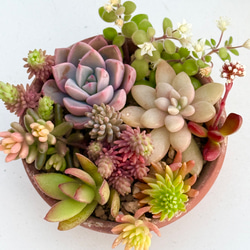 多肉植物＊セダムのちまちま寄せ植え＊夏から冬の変化 多肉植物 ＊N