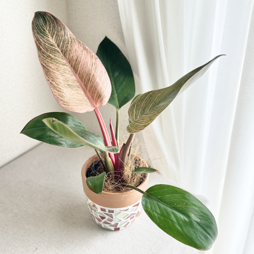 現品限り】希少種 母の日ギフト2025 鉢付き 鉢オーダー