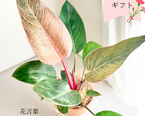 ☆希少☆フィロデンドロン・ タイランドバリエガータ　★鉢まま発送★ ☆希少☆フィロデンドロン・ タイランドバリエガータ☆鉢発送