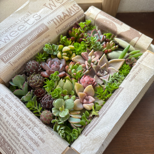 多肉植物 カット苗セット 詰め合わせ - メルカリ