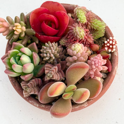 多肉植物 デレッセーナ×メキジャイ 抜き苗 多肉植物 デレッセーナ