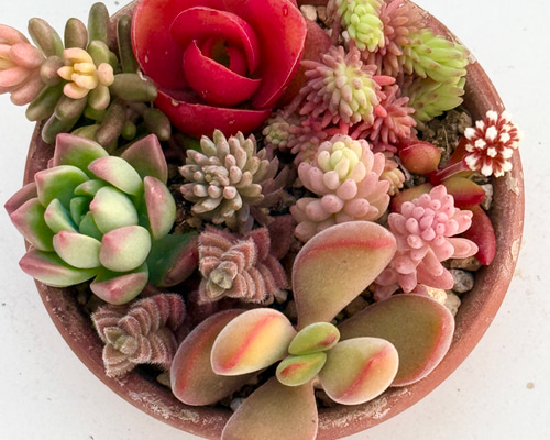 marukoです　　　多肉植物 カット苗 マッコス＊多肉植物＊5カット苗 多肉植物 ＊N＊ 通販 18762301｜Creema