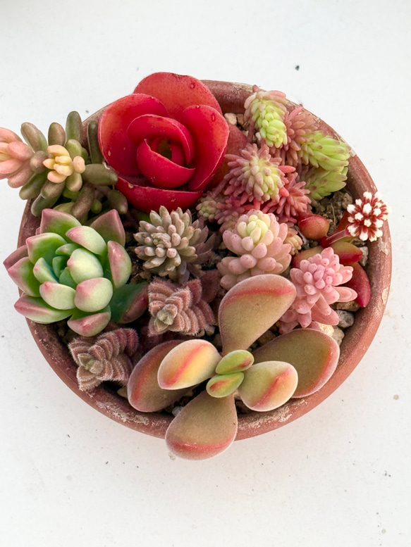 多肉植物　プリズム　　カット苗　2個セット 多肉植物 プリズム カット苗 2個セット 【公式通販】