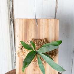 ビカクシダの板付 （プラティセリウム・ベイチー、板付） 多肉