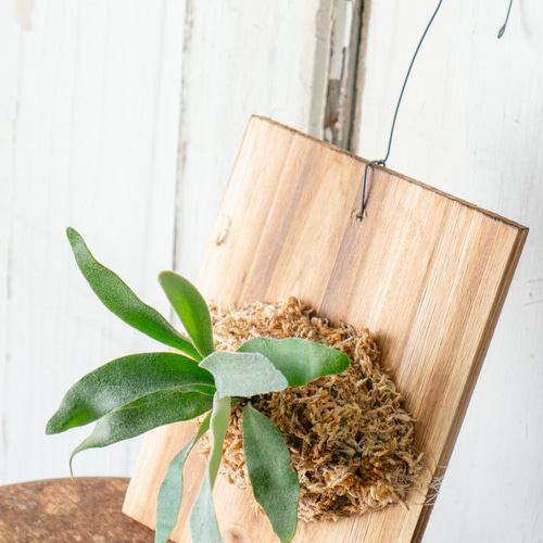 ビカクシダの板付 （プラティセリウム・ベイチー、板付） 多肉植物