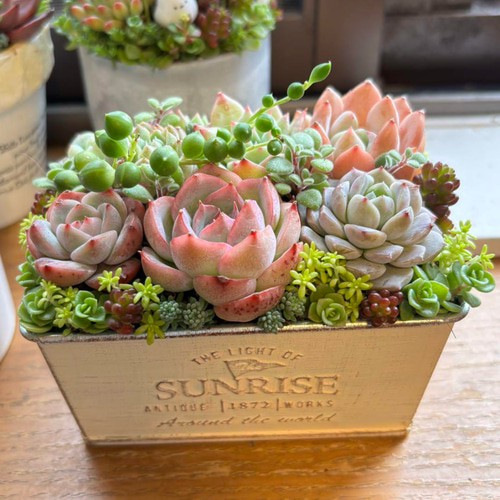 多肉植物寄せ植え アンティーク調 多肉植物寄植え 多肉植物